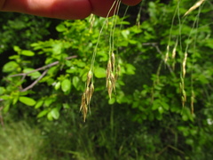 Piptatherum holciforme