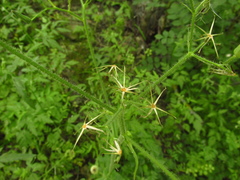 Lactuca hispida