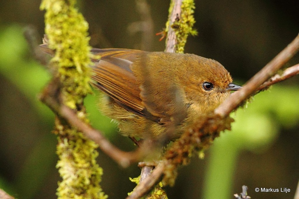 Papuan Scrubwren (Aethomyias papuensis) photo