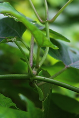 Cynanchum annularium