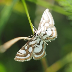 Nymphula nitidulata
