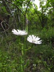 Lactuca tuberosa
