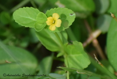 Mecardonia procumbens