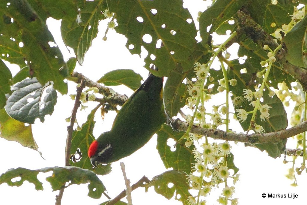 Plum-faced Lorikeet