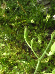 Lactuca tuberosa