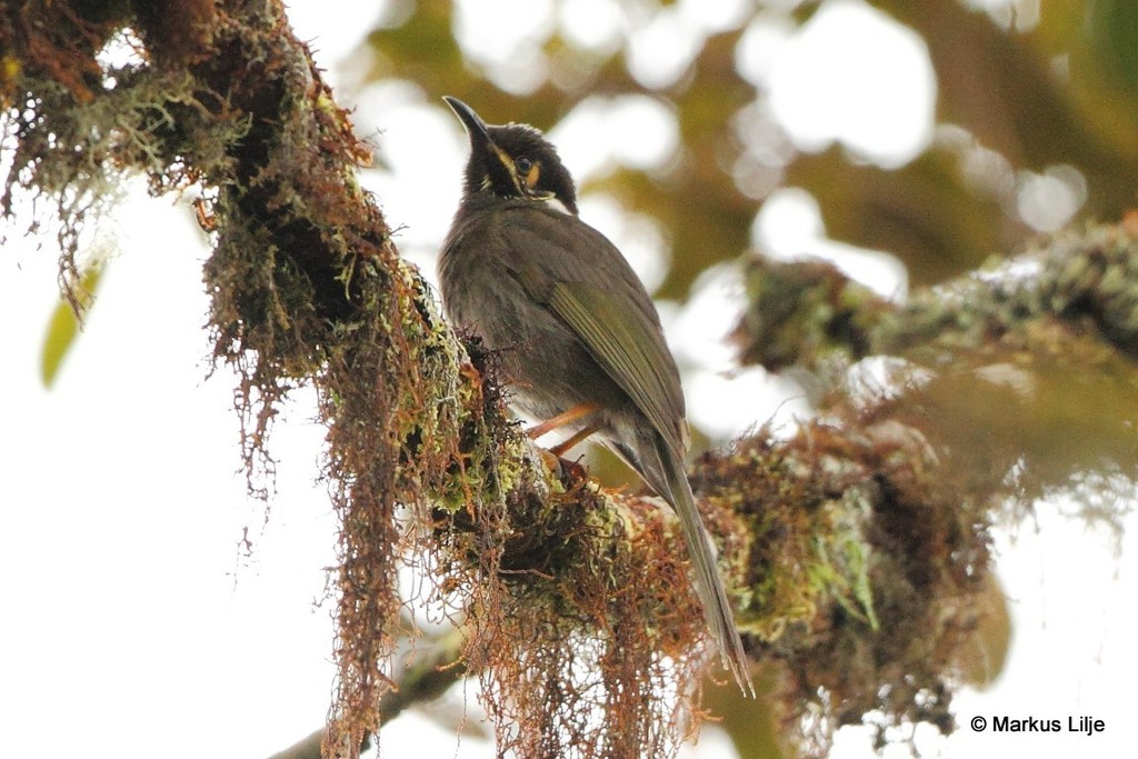Black-throated Honeyeater photo