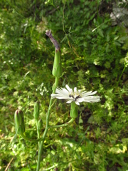 Lactuca tuberosa