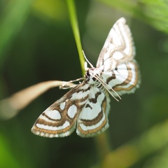 Nymphula nitidulata