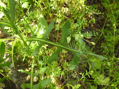 Lactuca tuberosa