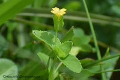 Mecardonia procumbens