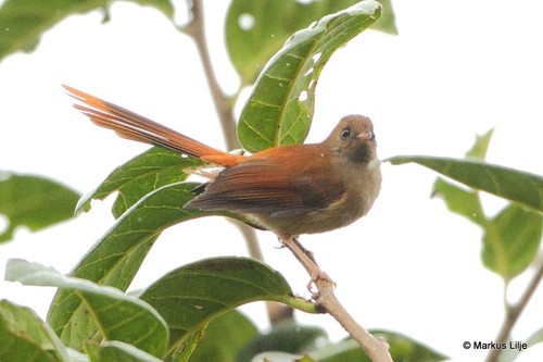 Rhipidura brachyrhyncha observed 2013-07-25