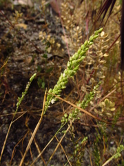 Briza humilis