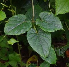 Cynanchum annularium