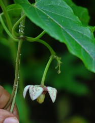 Cynanchum annularium