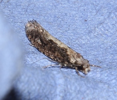 Infurcitinea
