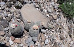 Epithelantha greggii