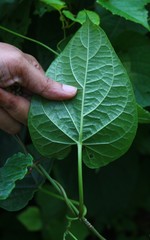 Cynanchum annularium