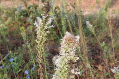 Liatris bridgesii