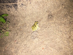 Pleurodema brachyops