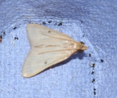 Maradana fuscolimbalis
