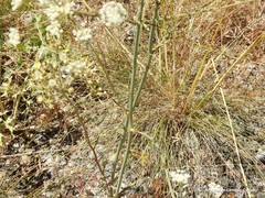 Conopodium subcarneum