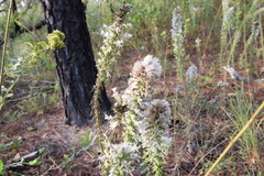 Liatris bridgesii