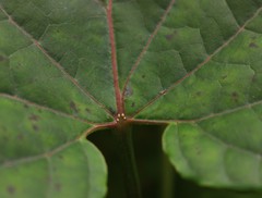 Cynanchum annularium