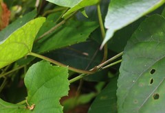 Cynanchum annularium