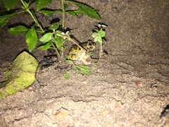 Pleurodema brachyops