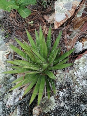 Agave filifera