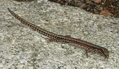 Podarcis muralis breviceps