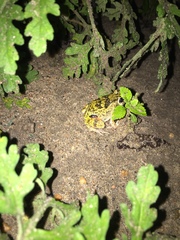 Pleurodema brachyops