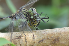 Microgomphus torquatus