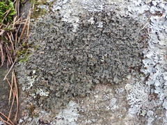 Parmelia pinnatifida