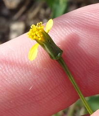 Bidens leptocephala