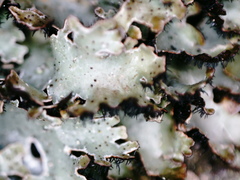 Parmelia pinnatifida