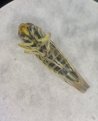 Linnavuoriana decempunctata