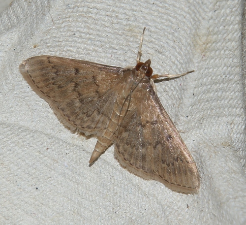 Grass Webworm Moth
