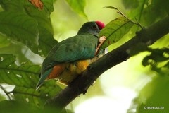 Ptilinopus pulchellus