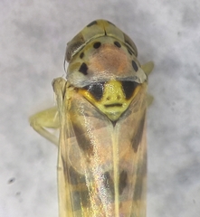 Linnavuoriana decempunctata