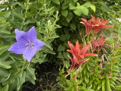 Platycodon