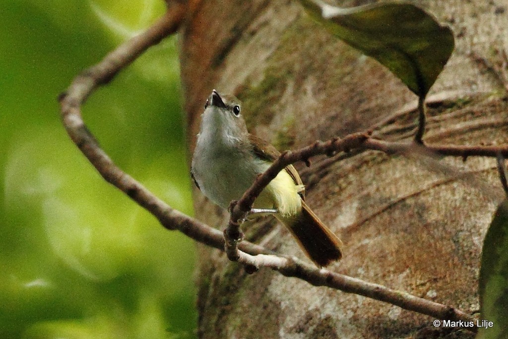 Yellow-bellied Gerygone (Gerygone chrysogaster) photo