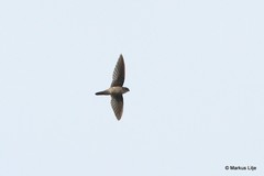 Aerodramus vanikorensis