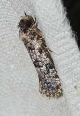 Morophaga morellus