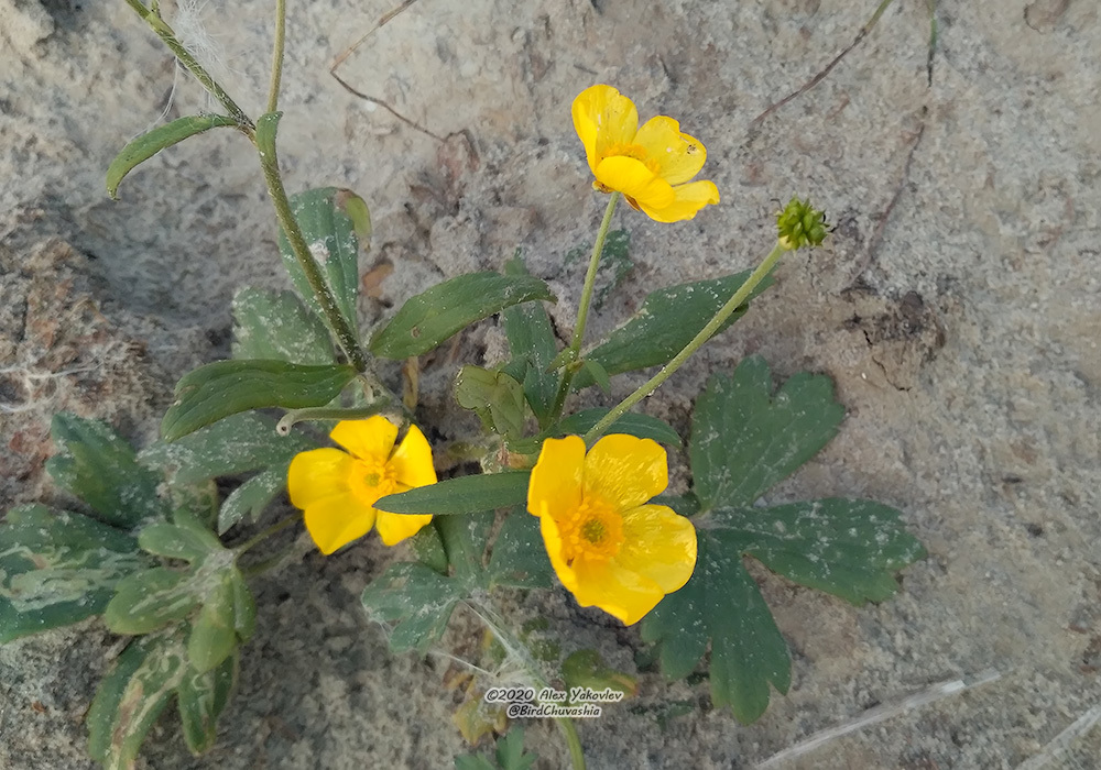 Ranunculus japonicus (Ranunculus japonicus)