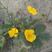 Ranunculus propinquus - Photo (c) Alexander Yakovlev, some rights reserved (CC BY-NC), uploaded by Alexander Yakovlev