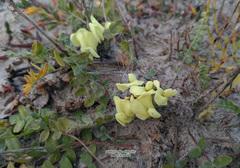 Oxytropis sordida