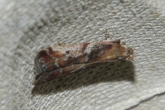 Delplanqueia inscriptella