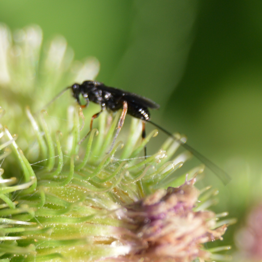 Burdock Seedhead Moth Parasite