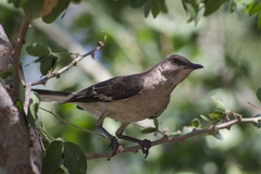 Mimus polyglottos leucopterus